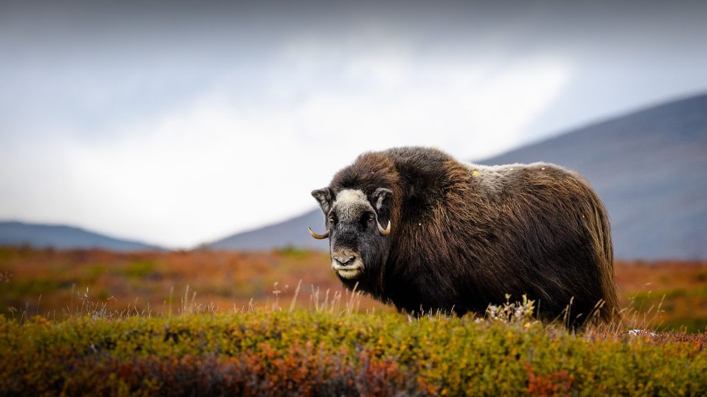 Musk ox (Ovibos moschatus) in Dovre national park, Dovrefjell, Norway