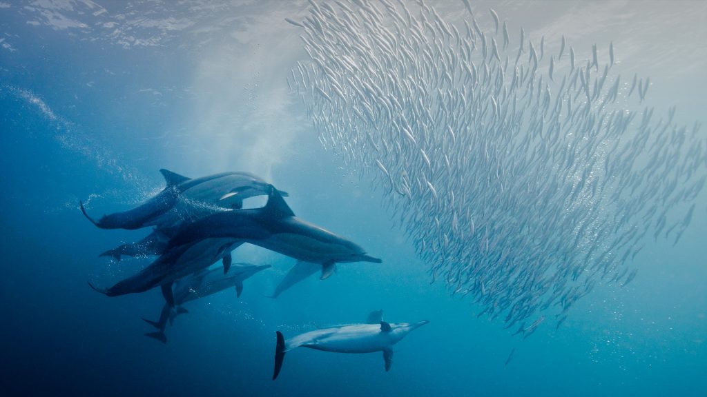 Dolphins attack on sardines fish, Port St. Johns, South Africa