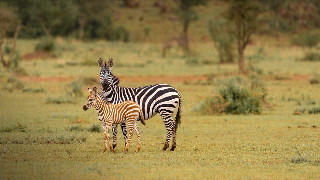 Mum and calf zebras on Grumeti green grass, Serengeti National Park, Arusha, Tanzania