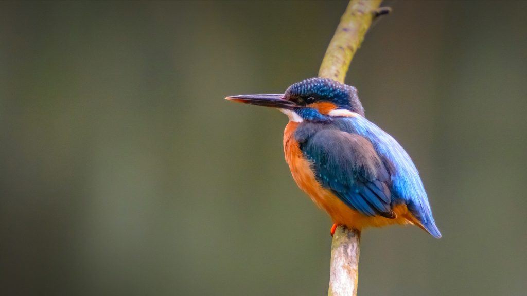 Female Common Kingfisher (Alcedo atthis) sitting on a branch overlooking a pond, Netherlands