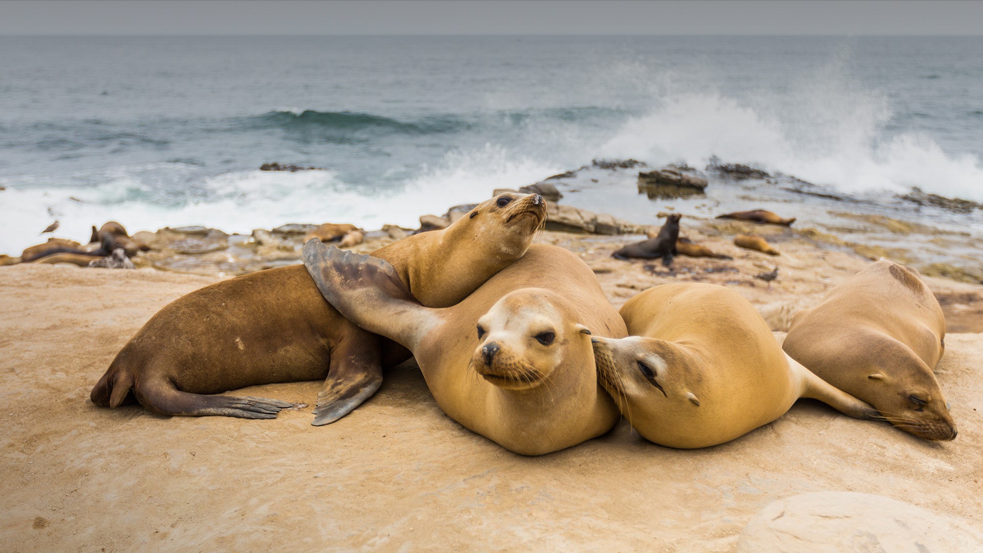 Group of Sea Lions on the rocks at La Jolla Cove, San Diego, California
