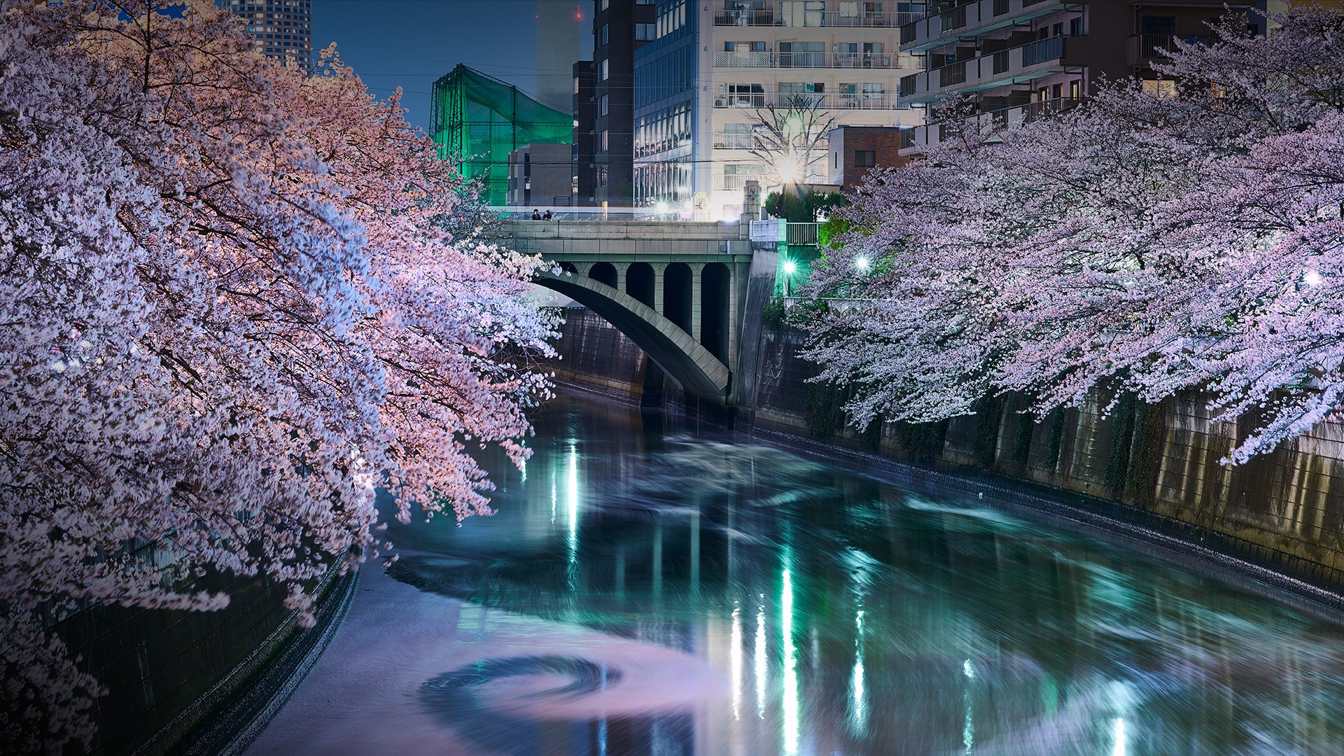 Sakura blossom, cherry trees at Meguro River, Tokyo, Japan | Windows 10