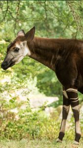 Okapi Okapia Johnstoni Forest Or Congolese Giraffe Congo Windows