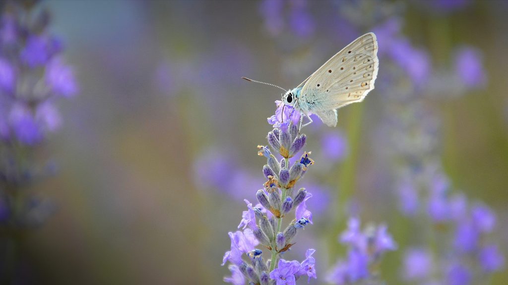 Blue butterfly on lavender flower, Brihuega, Spain