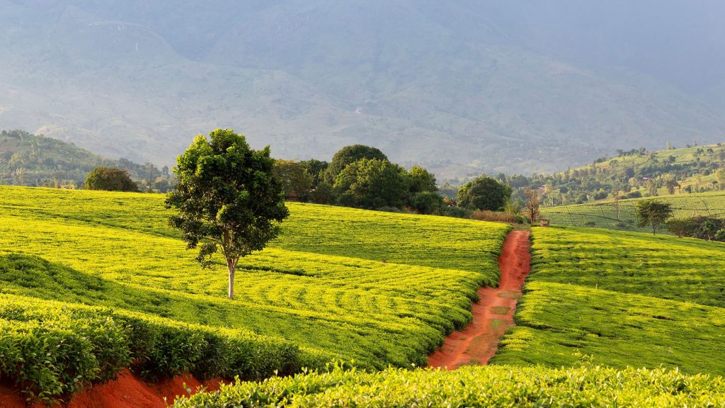 Tea crops in the south of Malawi, East Africa