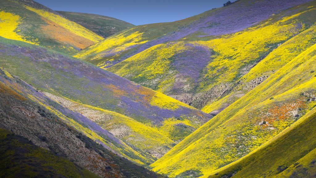Mountains covered by wildflowers in Temblor Range, Carrizo Plain National Monument, California, USA