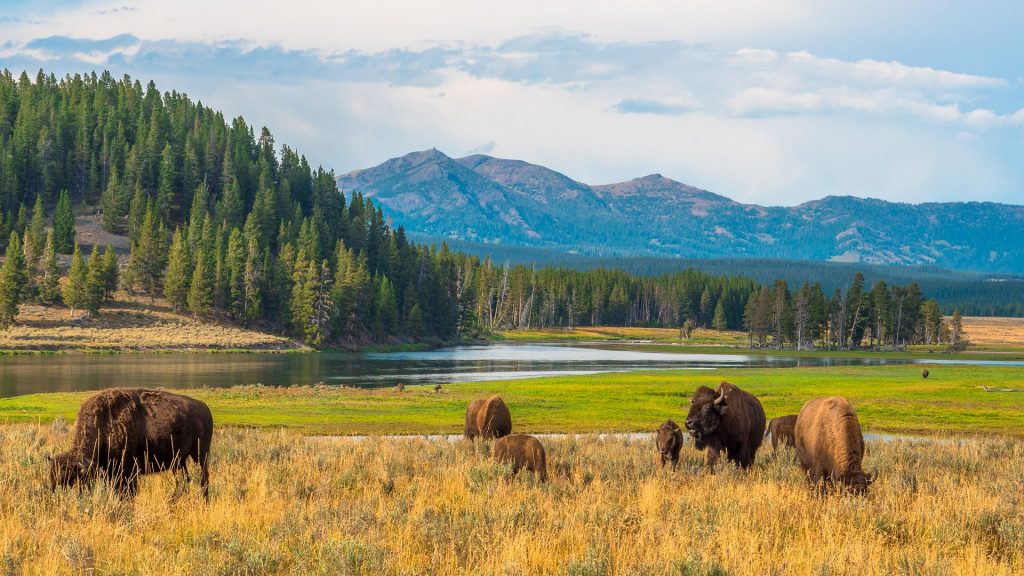 Buffalos grazing at Hayden Valley, Yellowstone National Park, Wyoming, USA