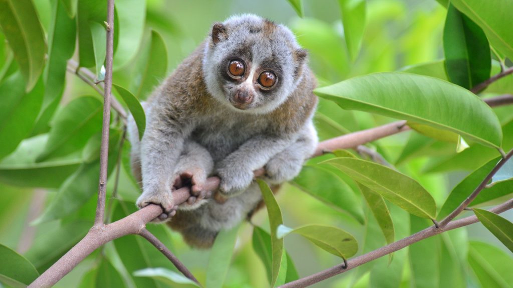 Bengal Slow Loris in tropical forest, South East Asia