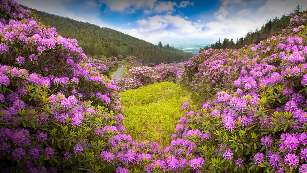 Rhododendron forest valley, The Vee in county Tipperary, Ireland