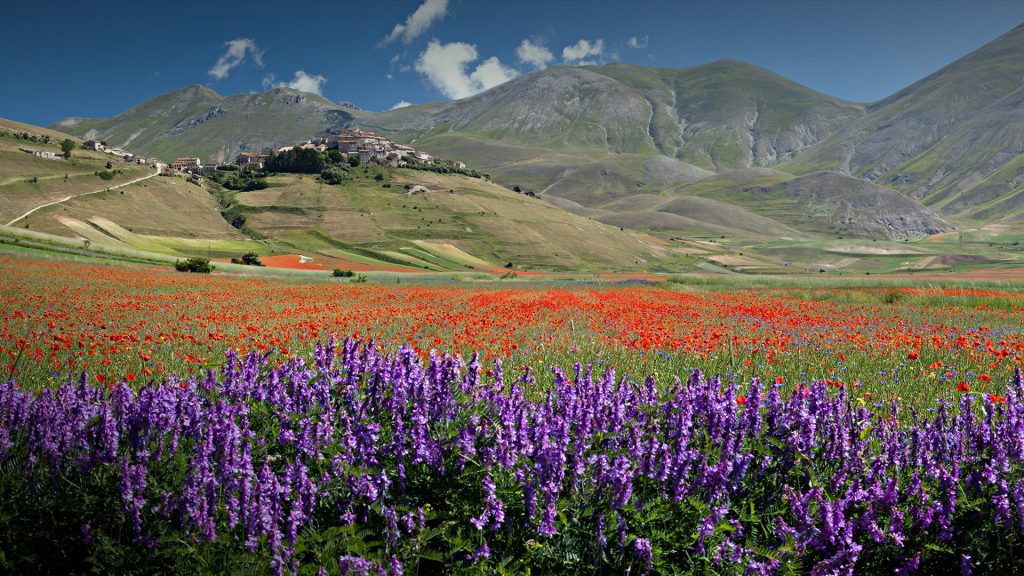 Landscape with Castelluccio di Norcia and flowering, Perugia, Italy