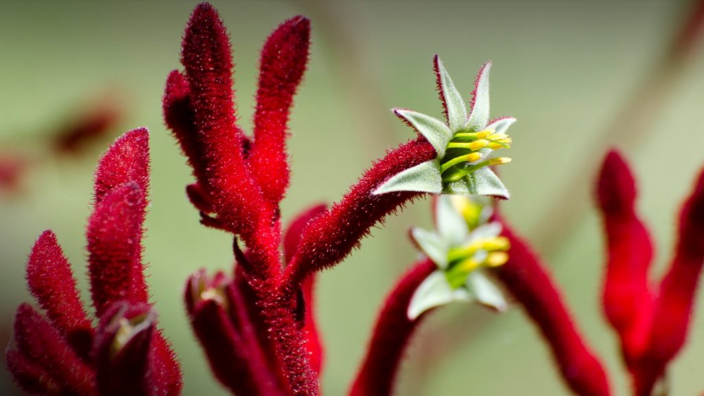 Red fuzzy flower buds and unusual flowers of Kangaroo Paw, Anigozanthos cultivar, USA