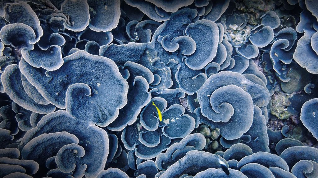 Top down view of a coral garden in the bay of Beau Vallon, Seychelles