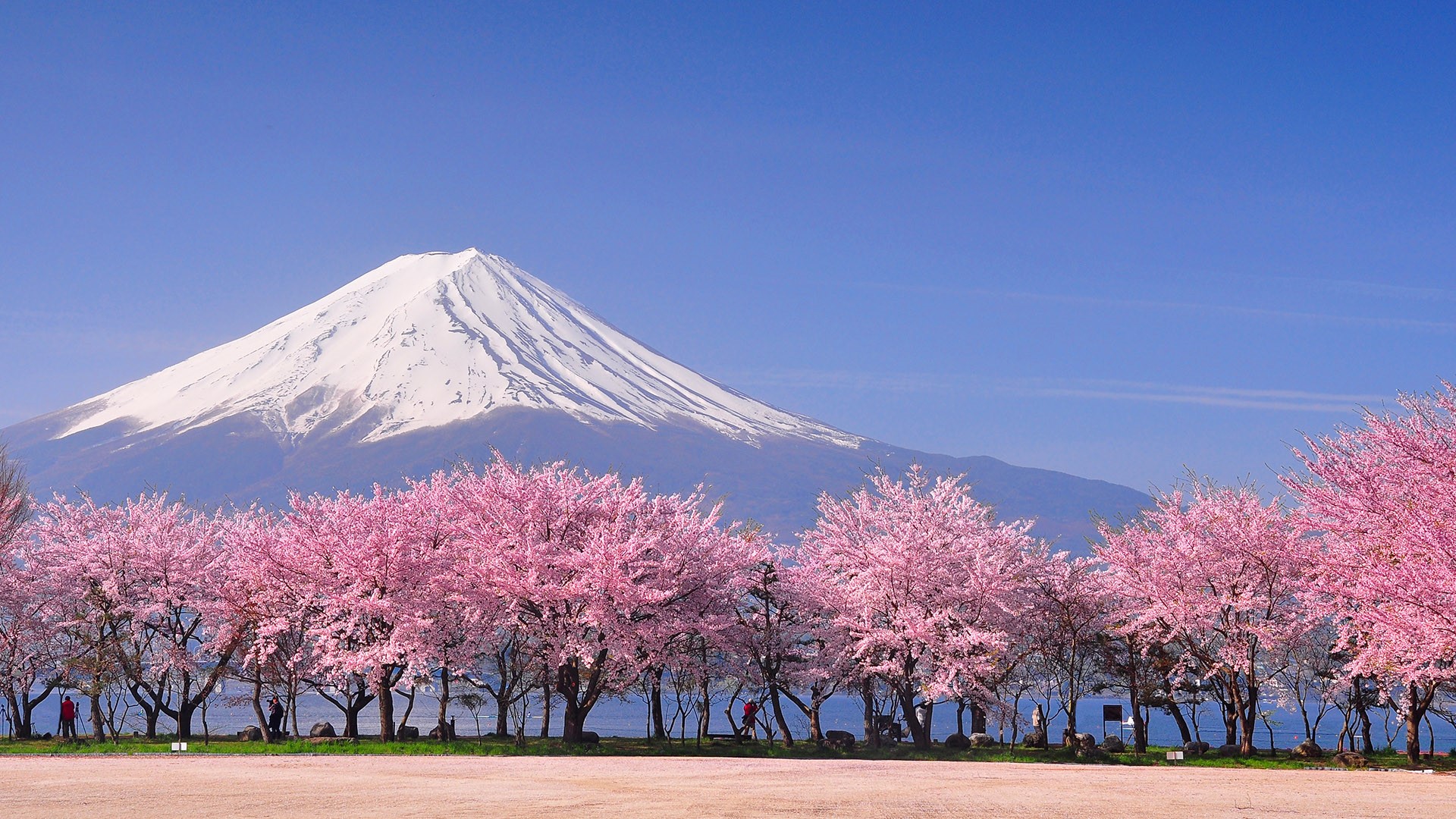 Fuji And Sakura Blossom At Lake Kawaguchiko Yamanashi Japan Windows 