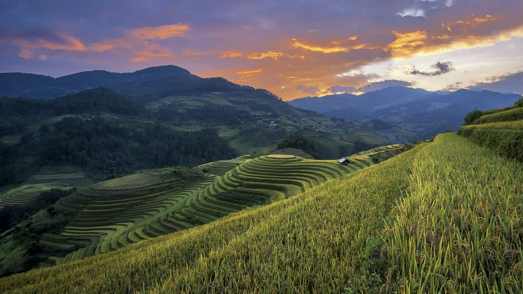Rice fields on terraces of Mù Cang Chải, Yên Bái, Vietnam