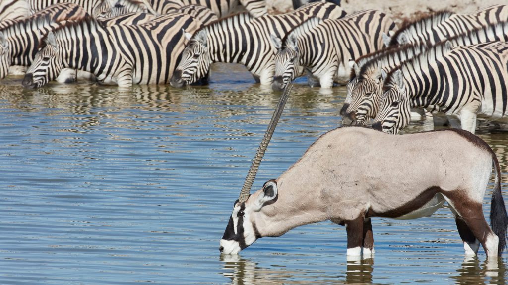 Burchell's zebra and Thomson's gazelle standing in watering hole drinking, Namibia