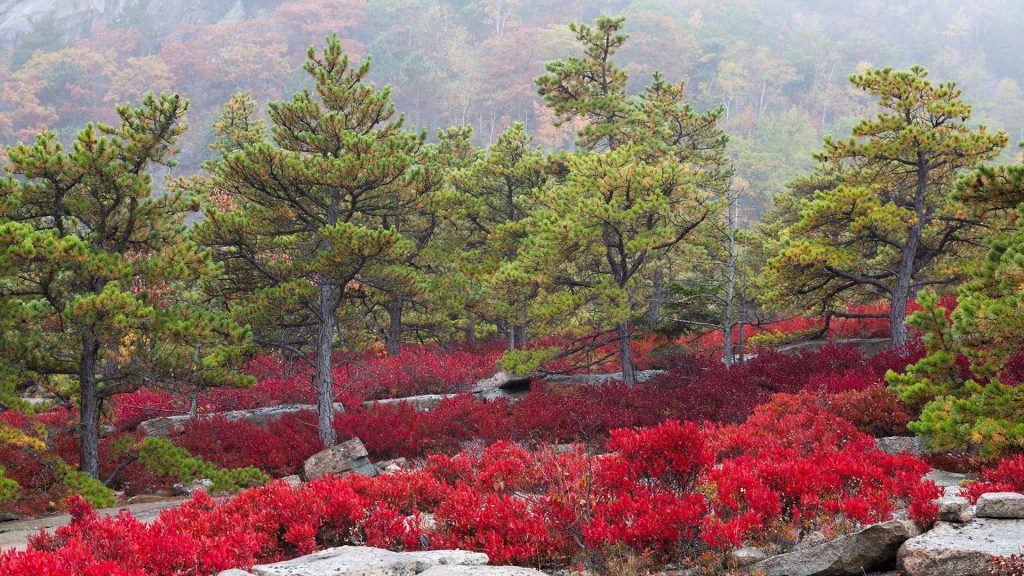 Rock covered with wild blueberries, Acadia National Park, Mount Desert Island, Maine, USA