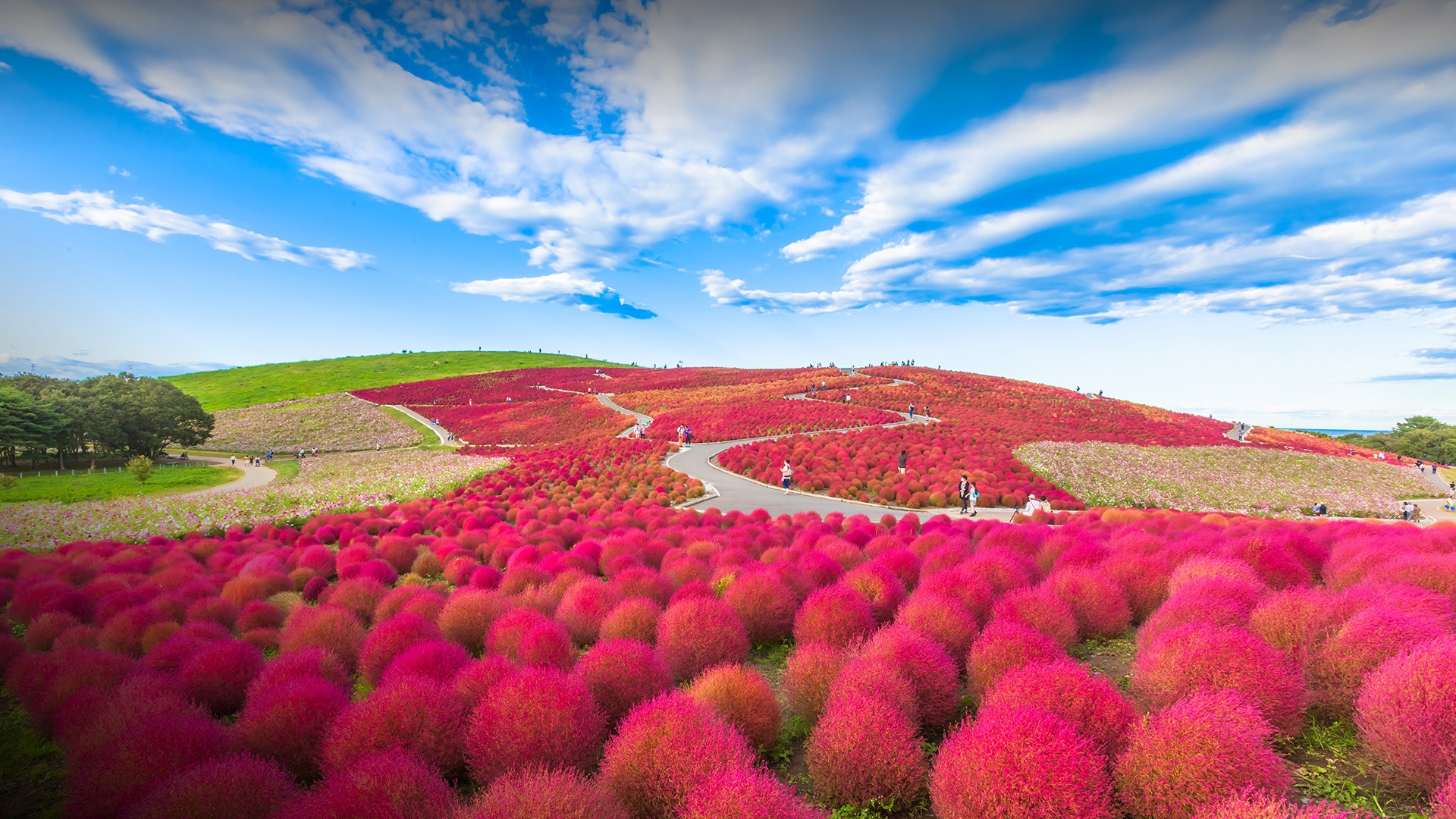 Red Kochia hill in Hitachi Seaside Park, Hitachinaka, Ibaraki, Japan | Windows 10 Spotlight Images