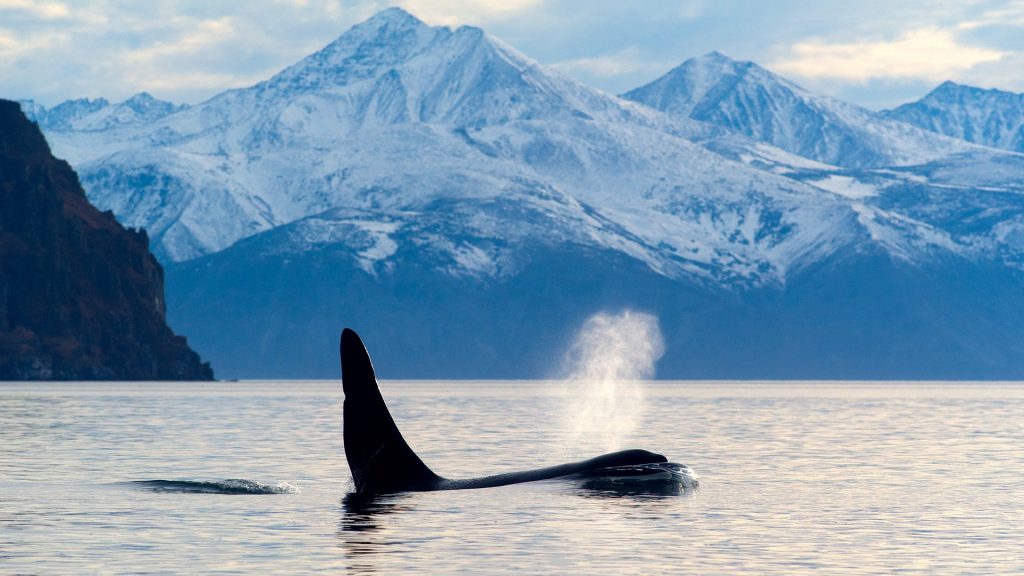 Killer whale or orca (Orcinus orca) in the sea bay, Magadan region, Russia