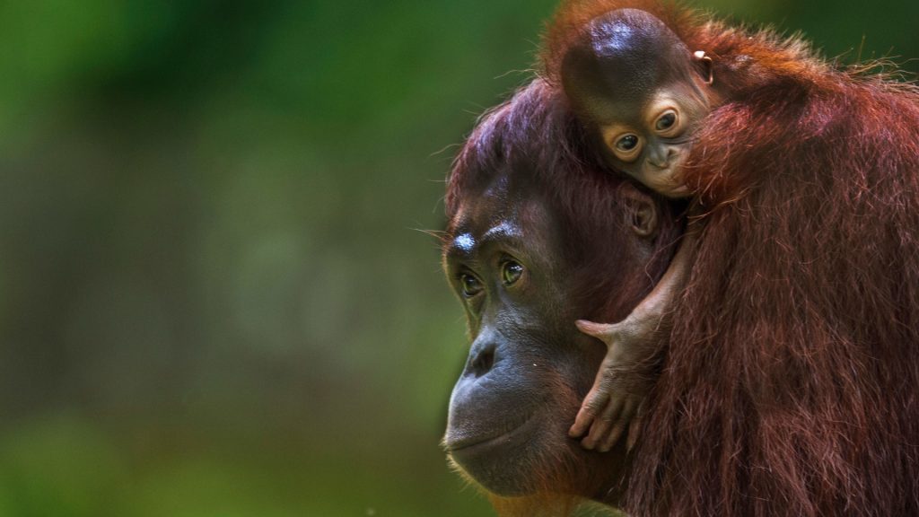 Sumatran Orangutan mother with baby on her neck, Malaysia