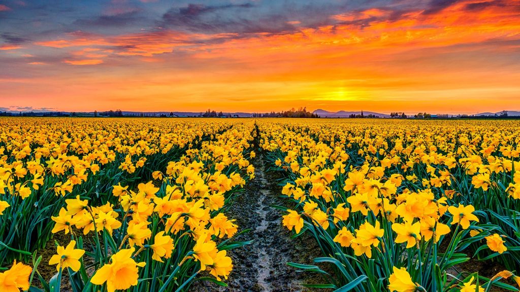 Sunset with blooming daffodils (narcissus) in Skagit Valley, Washington, USA