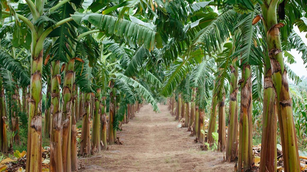 Banana trees along a dirt road in a banana plantation, Vietnam
