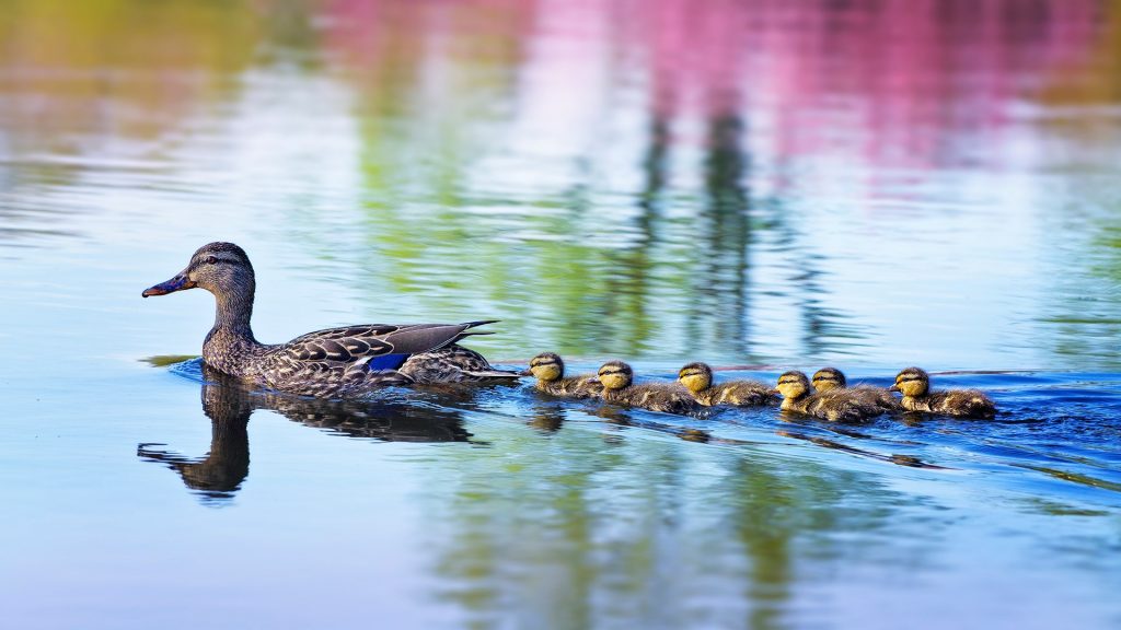 A Mallard Duckling family at Argyle Lake, Babylon, Long Island, New York state, USA