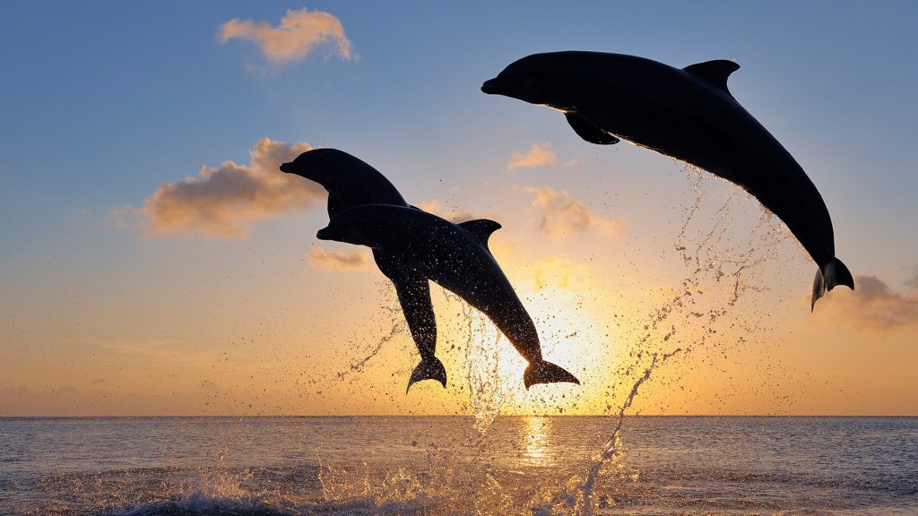 Bottlenose dolphins (Tursiops truncatus) in Caribbean Sea at sunset, Honduras