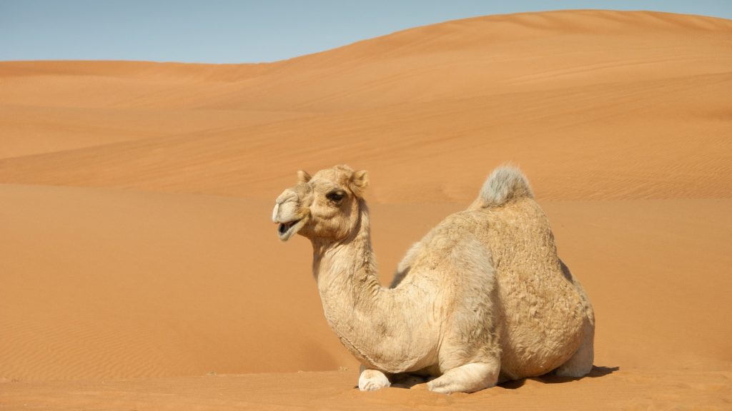 Camel resting on sand dunes