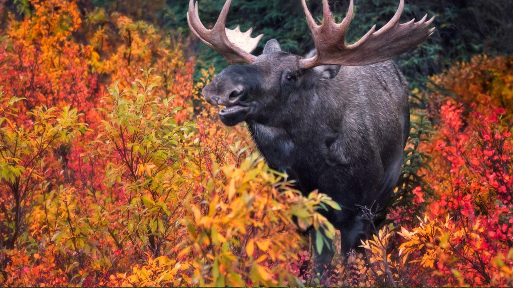 Bull Moose with autumn fall foliage, Denali National Park and Preserve, Alaska, USA
