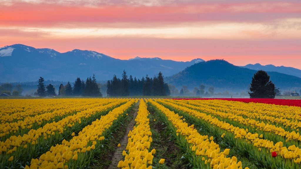 Tulip fields by the mountains of Skagit Valley at sunrise, Washington, USA