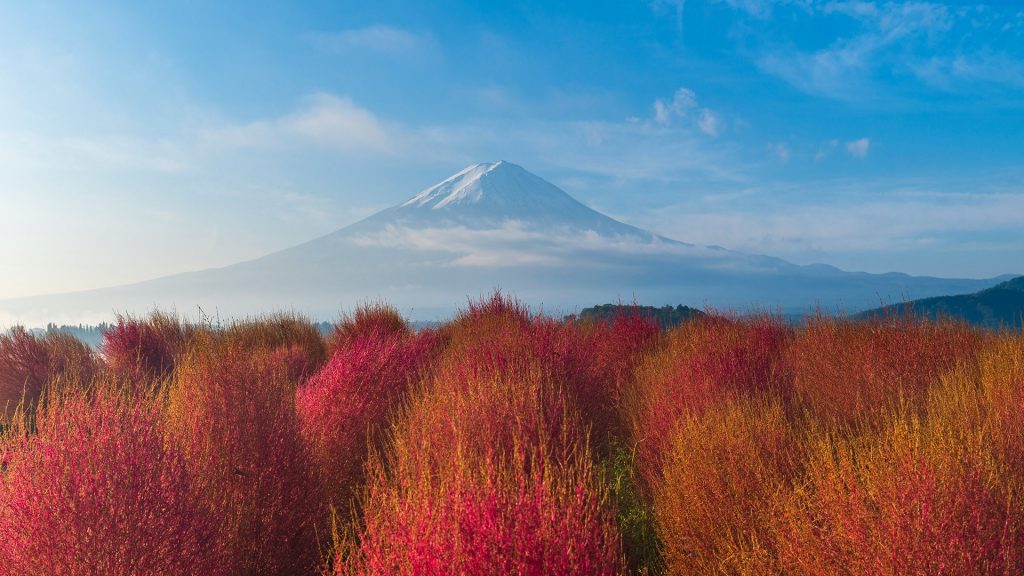 Morning view of Mount Fuji with kokia bushes in autumn from Oishi park, Yamanashi, Japan