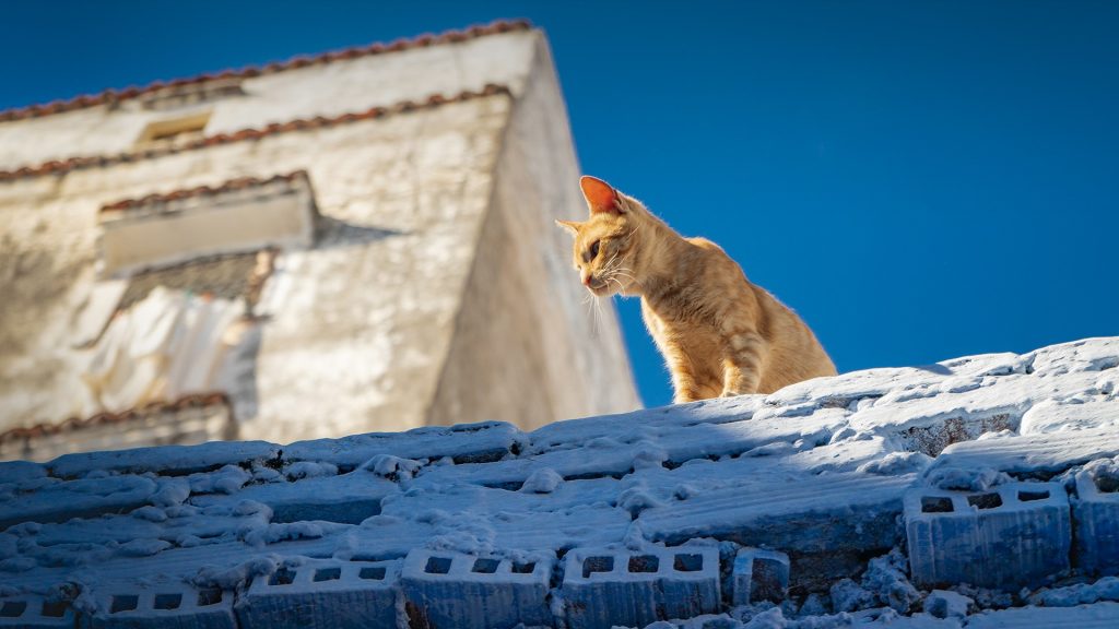 Ginger cat on the roof in Blue City Chefchaouen, Morocco
