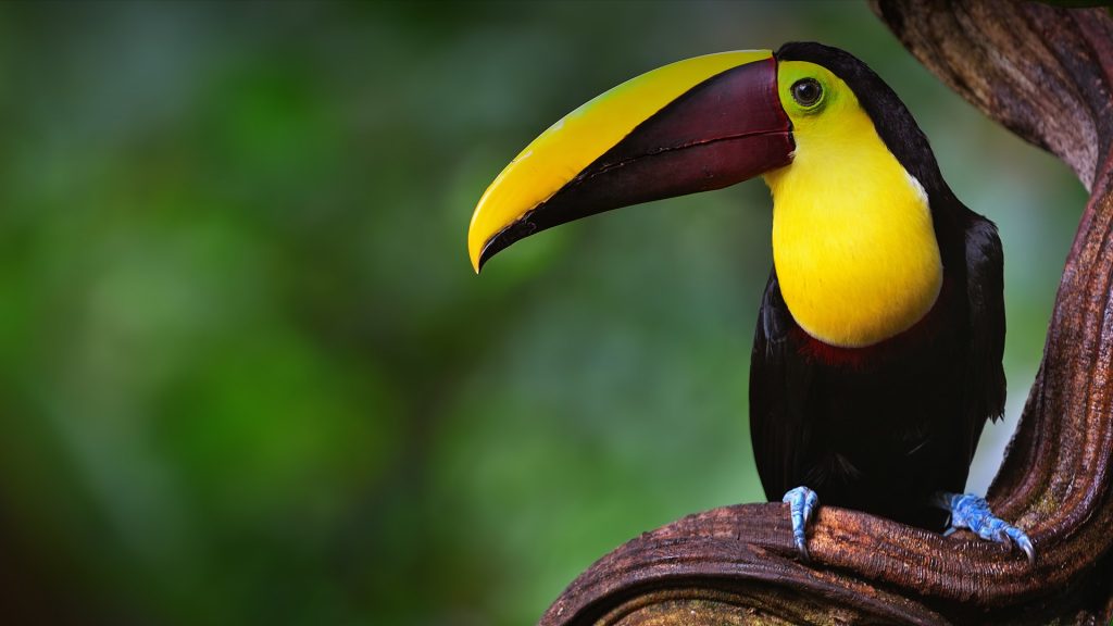 Chestnut-mandibled toucan or Swainson's toucan in the rainforest of Costa Rica