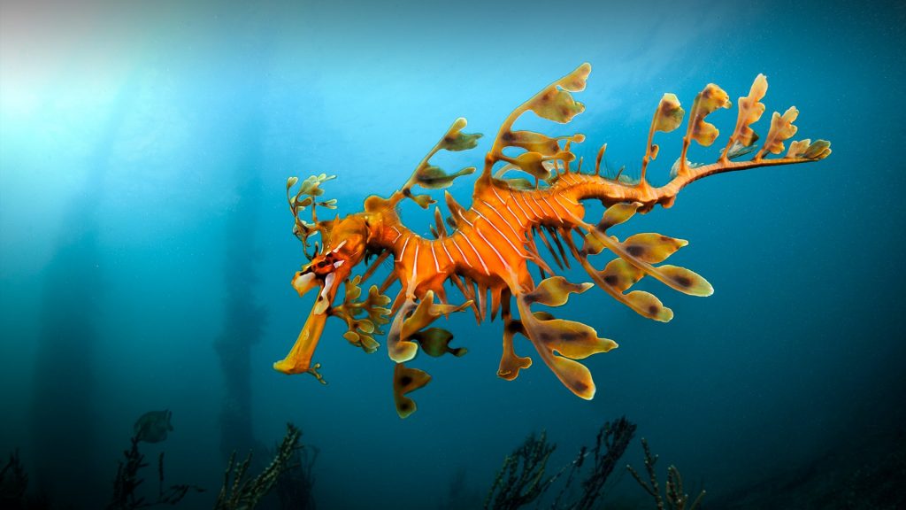 Leafy sea dragon under the jetty at Rapid Bay in South Australia