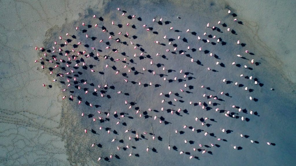 Top view of flamingos in a lake, Laguna Colorada, Sur Lípez Province, Potosi, Bolivia