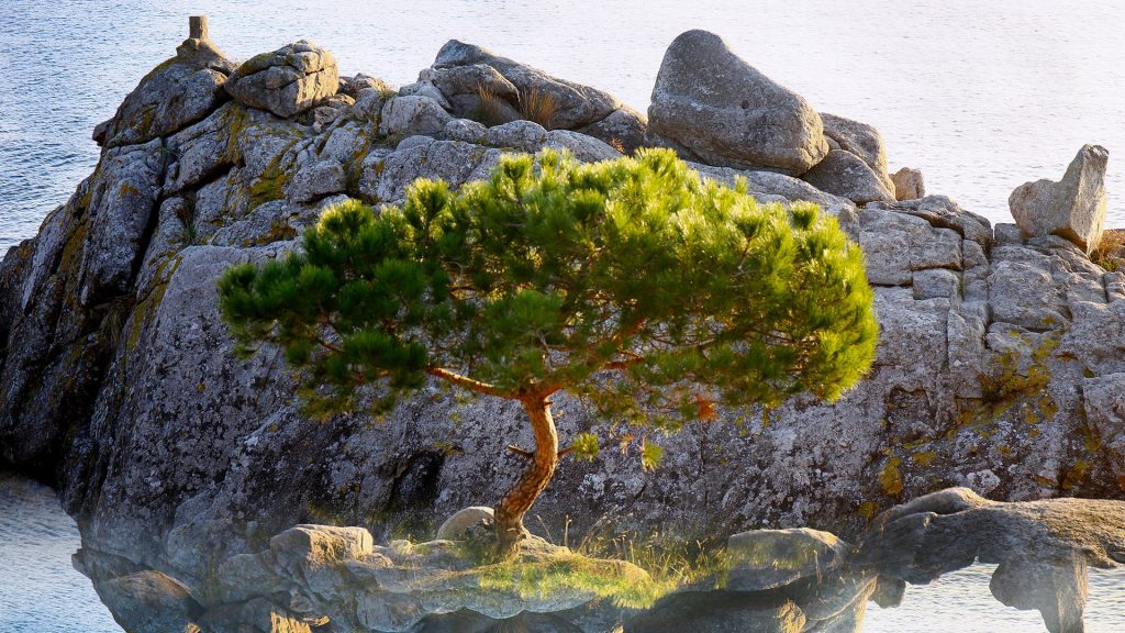 Single pine tree in front of a rock, Cala s'Alguer, Palamós, Costa Brava, Spain