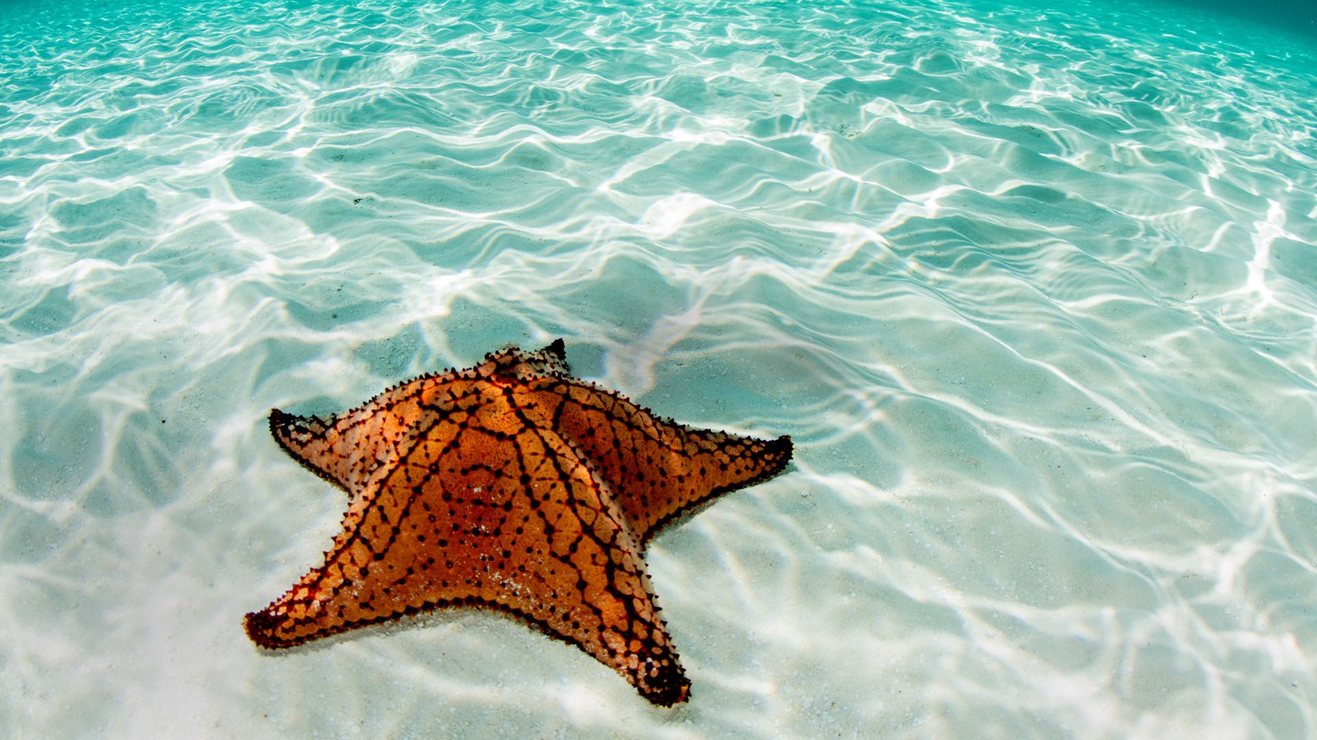 West Indian sea star at the coast of Belize, Mesoamerican Barrier Reef ...