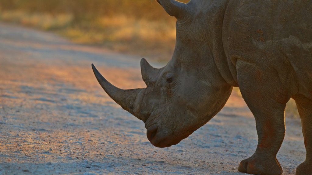 White Rhino (Ceratotherium simum) at early morning sunrise, Kruger National Park, South Africa