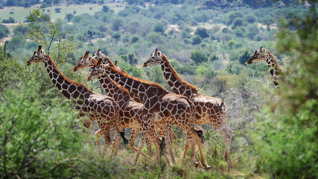 Group of reticulated giraffe running through bushes, Laikipia Wilderness Camp, Kenya