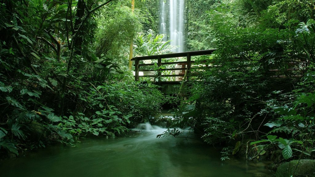 Tropical jungle with a bridge by a waterfall, Jurong Bird Park, Singapore