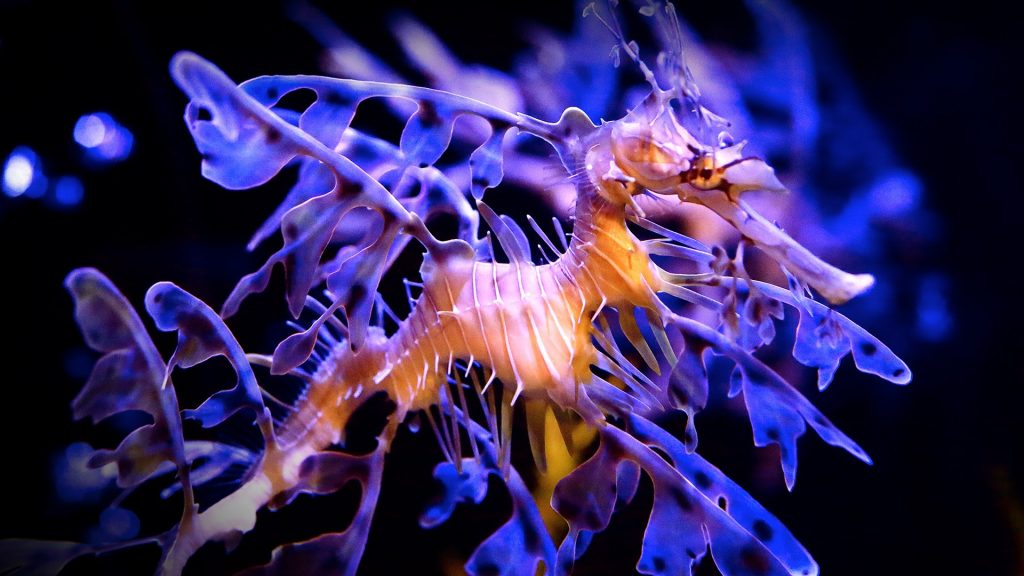 Leafy seadragon in aquarium with a nice light in a showy display of his leaves
