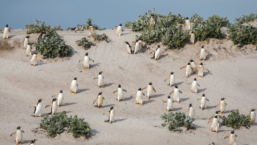 Gentoo penguins (Pygoscelis papua) on a sand dune, Falkland Islands