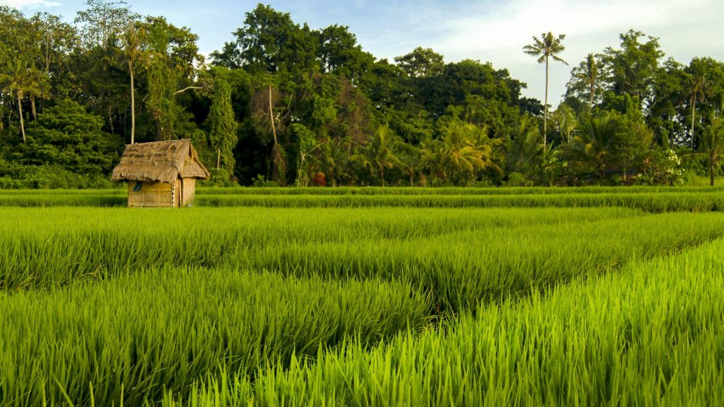 Rice fields near the village of Ubud at sunrise, Bali, Indonesia