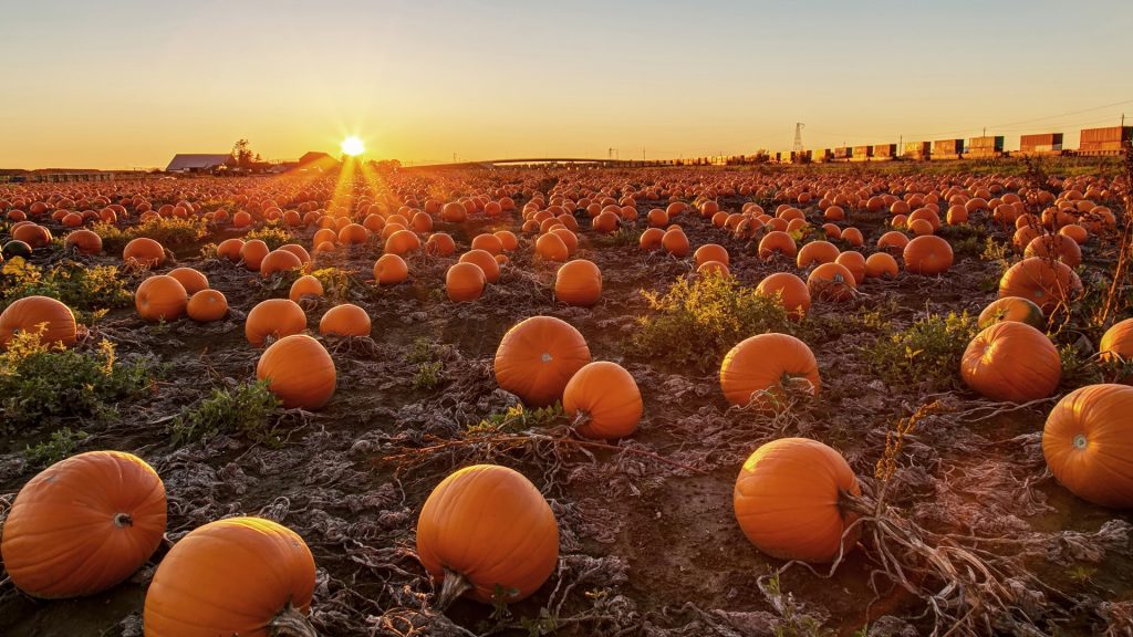 Pumpkin field at sunset, Canada