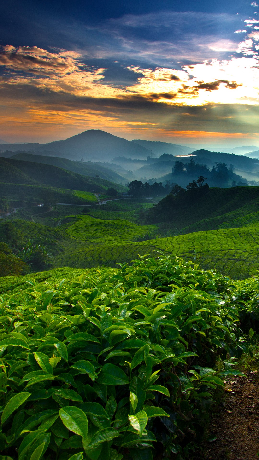 Tea fields plantation in the morning, Cameron Highland, Malaysia