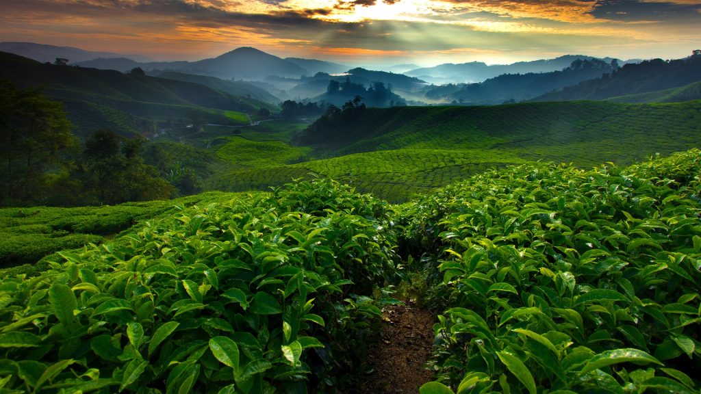 Tea fields plantation in the morning, Cameron Highland, Malaysia