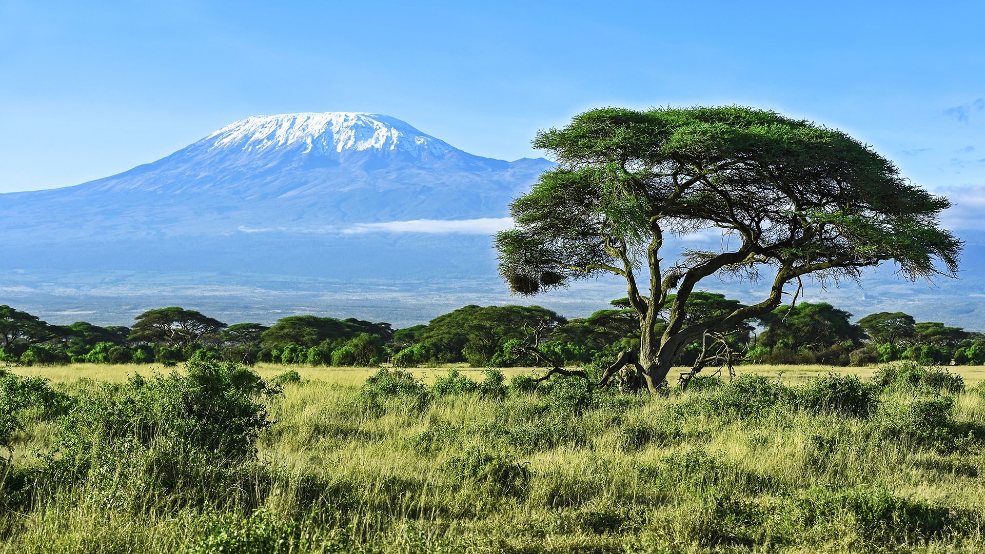 Mount Kilimanjaro view in Amboseli National Park, Kenya | Windows ...