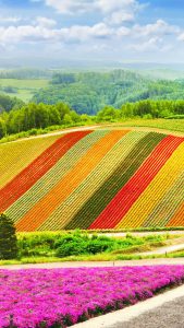 Summer flowers garden colorful hill at Biei, Hokkaido, Japan | Windows ...