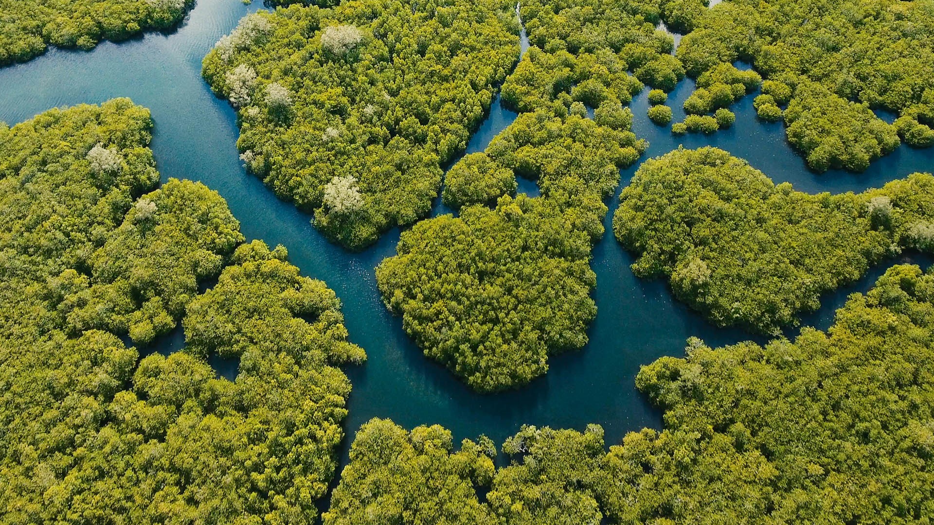 mangrove-forests-in-oman-were-wiped-out-by-climate-change-earth