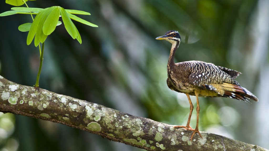 A Sunbittern on a branch in a tropical rainforest, Amazon Basin, Peru